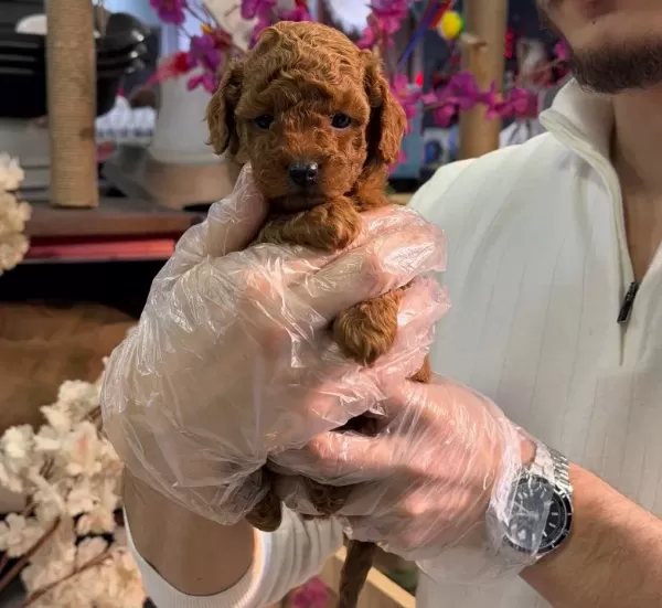 Toy Poodle Yavruları Minik Ve A Kalite Teacup