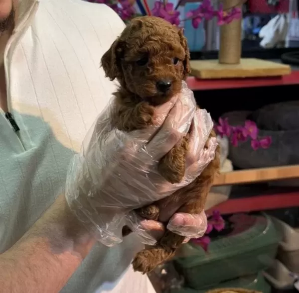 Toy Poodle Yavruları Minik Ve A Kalite Teacup