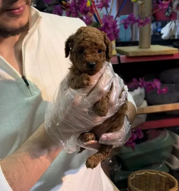 Toy Poodle Yavruları Minik Ve A Kalite Teacup