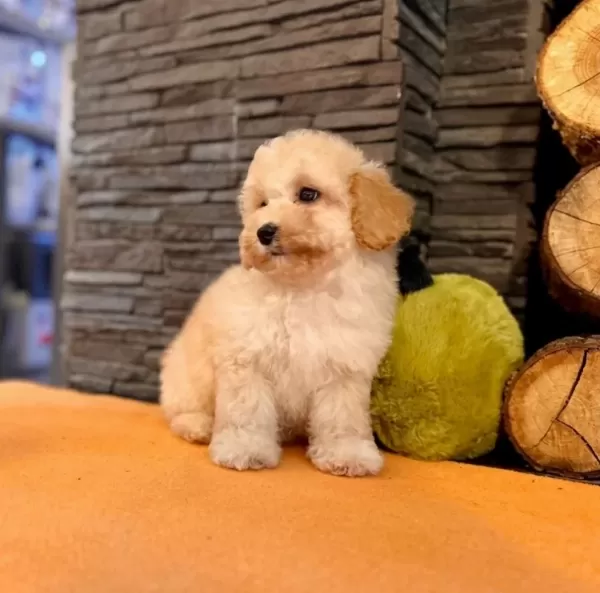 Maltipoo Apricot Yavrularımız