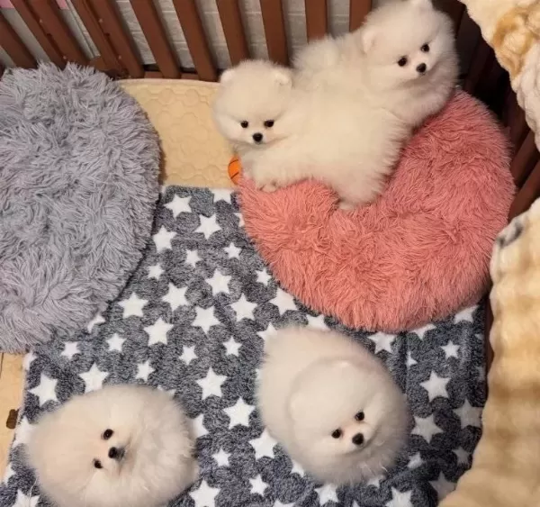 Kartopu Kurklu Pomeranian Boo Yavruları