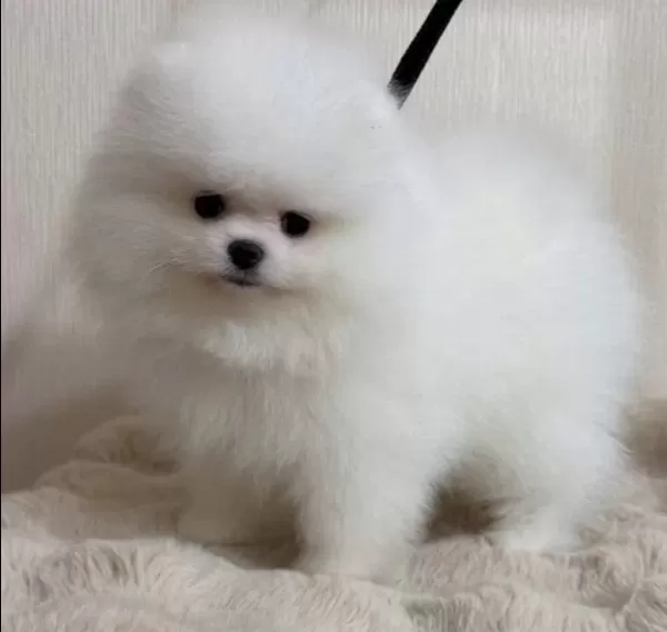 Kartopu Kurklu Pomeranian Boo Yavruları