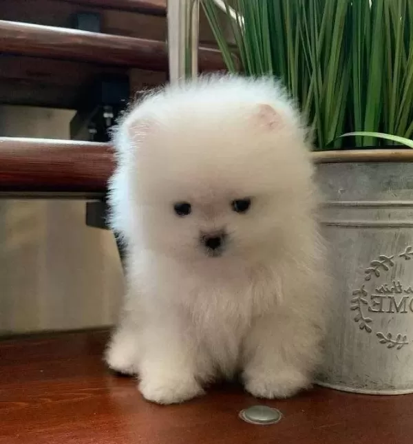 Kartopu Kurklu Pomeranian Boo Yavruları