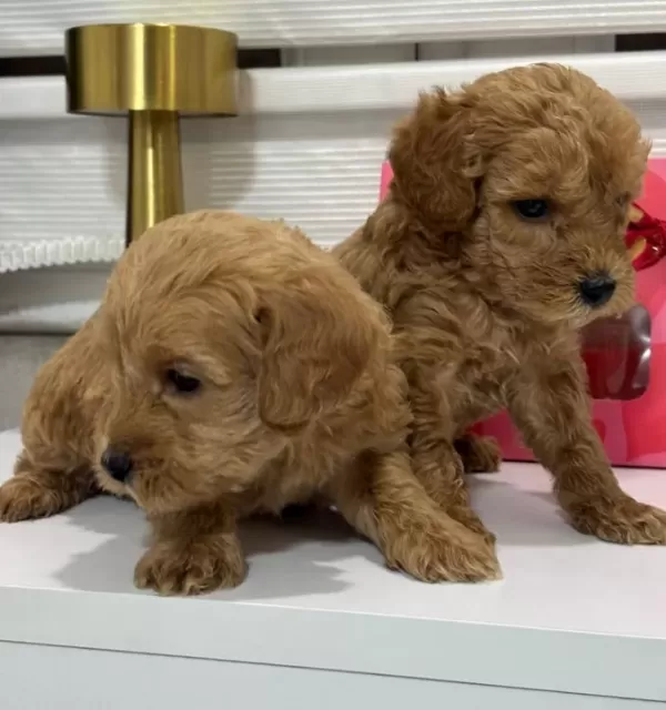 Ev Sıcaklıgında Buyuyen Oyuncak Maltipoo Yavrusu