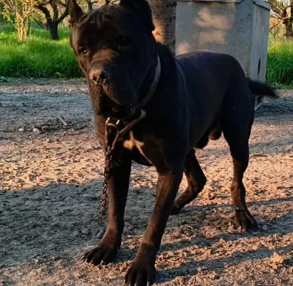 Heybetli Ve Sportif Cane Corso Gencleri