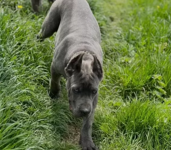 Heybetli Ve Sportif Cane Corso Gencleri