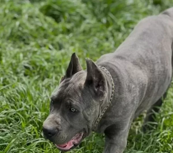 Heybetli Ve Sportif Cane Corso Gencleri