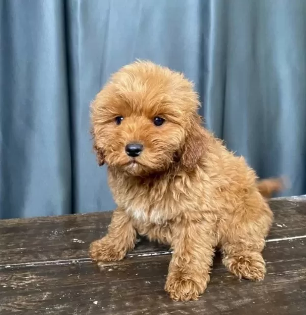 Mini Boy Maltipoo Oglumuz
