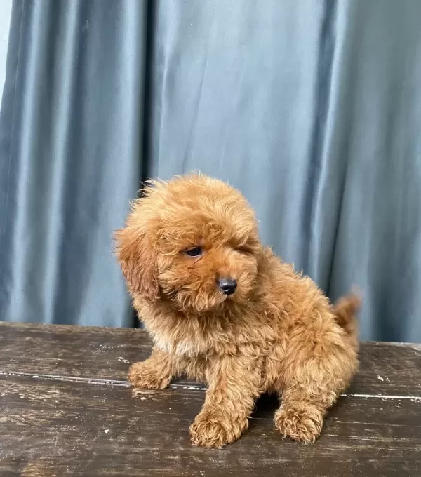 Mini Boy Maltipoo Oglumuz