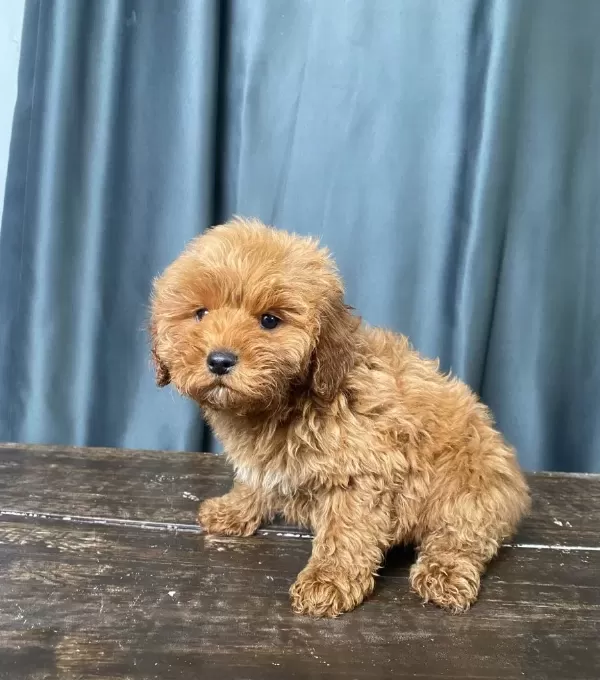 Mini Boy Maltipoo Oglumuz