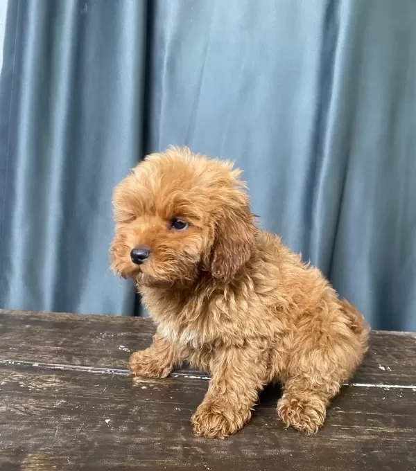 Mini Boy Maltipoo Oglumuz