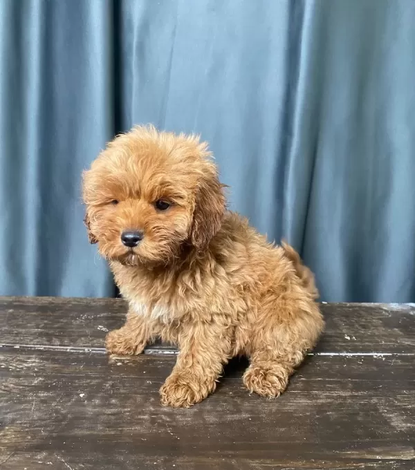 Mini Boy Maltipoo Oglumuz