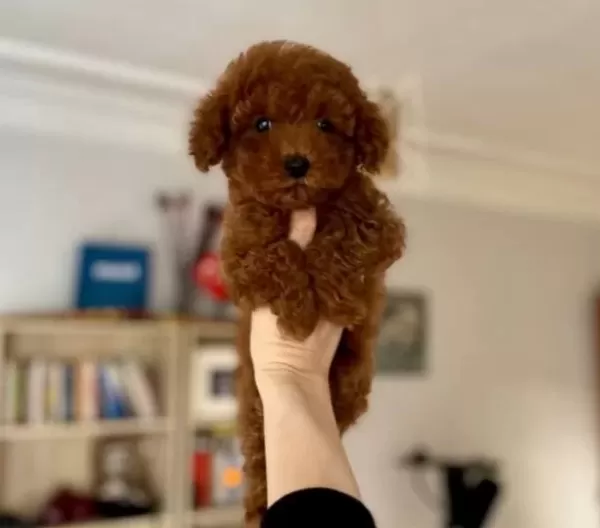 Ev Ortamında Sağlık Kontrollu Red Brown Poodle Yavrular