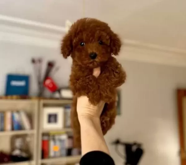 Ev Ortamında Sağlık Kontrollu Red Brown Poodle Yavrular