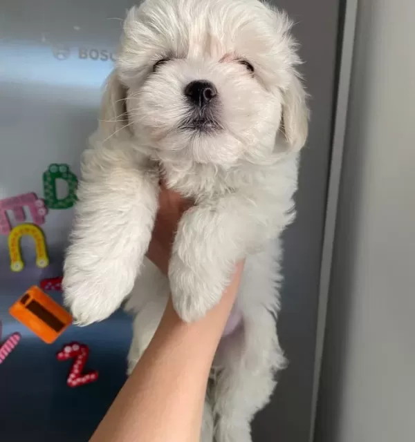 Pamuk Gorunumlu Maltese Terrier Yavrusu