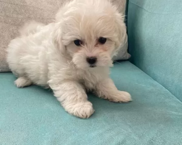 Pamuk Gorunumlu Maltese Terrier Yavrusu