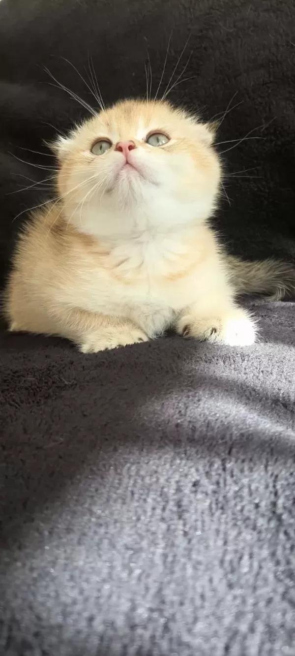 En Nadir Ny11 Golden Scottish Fold Yavrumuz