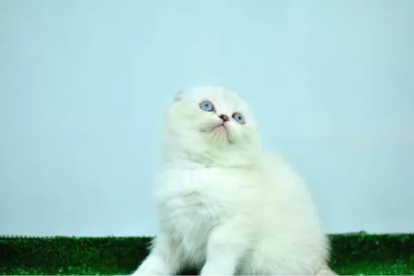 Bem Beyaz Ns 11 33 Scottish Fold