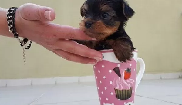 Irk Garantili Yorkshire Terrier Yavruları Puppy Pet Evinde
