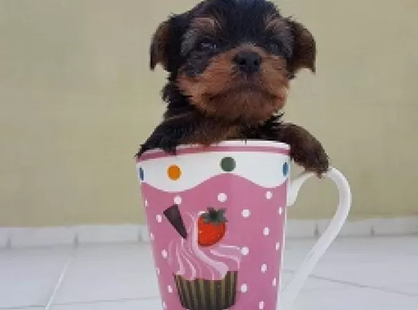 Irk Garantili Yorkshire Terrier Yavruları Puppy Pet Evinde