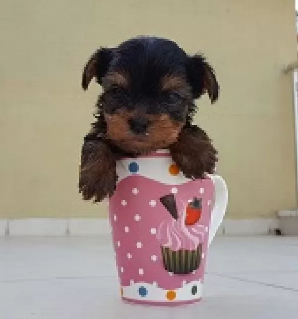 Irk Garantili Yorkshire Terrier Yavruları Puppy Pet Evinde