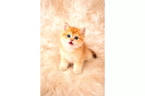 British Shorthair Harika Yavrular