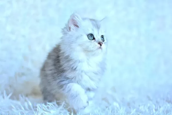 Show Kalite Silver Ns11 British Longhair
