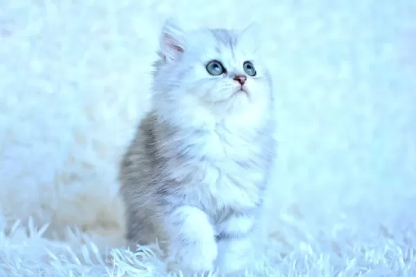 Show Kalite Silver Ns11 British Longhair