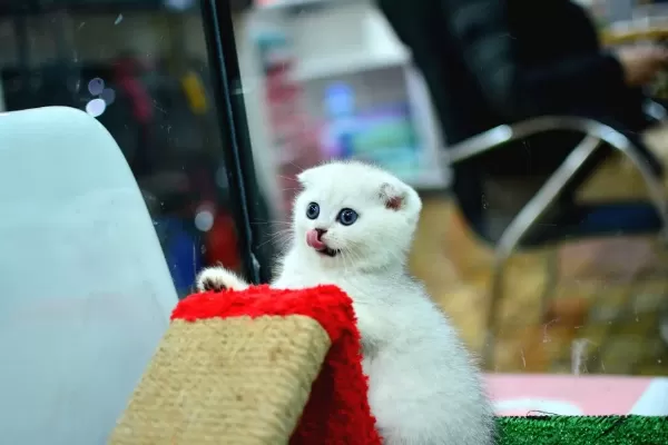 Muhteşem Yüz Hatına Sahip Silver Scottish Fold
