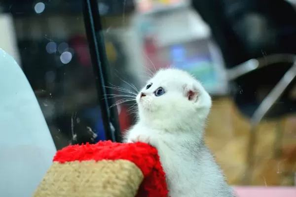 Muhteşem Yüz Hatına Sahip Silver Scottish Fold