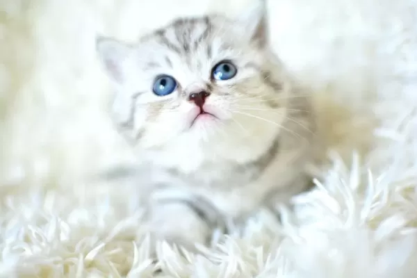 Kalitede Silver Ns24 British Shorthair