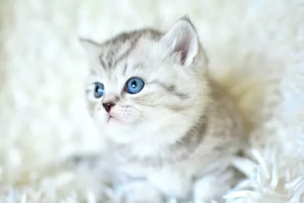 Kalitede Silver Ns24 British Shorthair