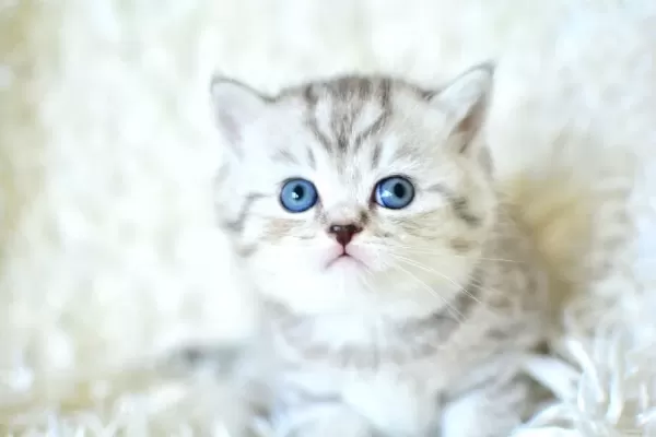 Kalitede Silver Ns24 British Shorthair