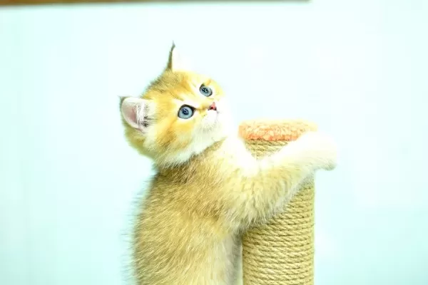 Sampiyonluk Guzelliginde Ny12 Golden British Shorthair