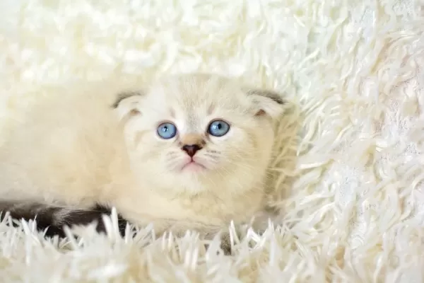 Mas Mavi Gozlu Ns1133 Scottish Fold Erkek