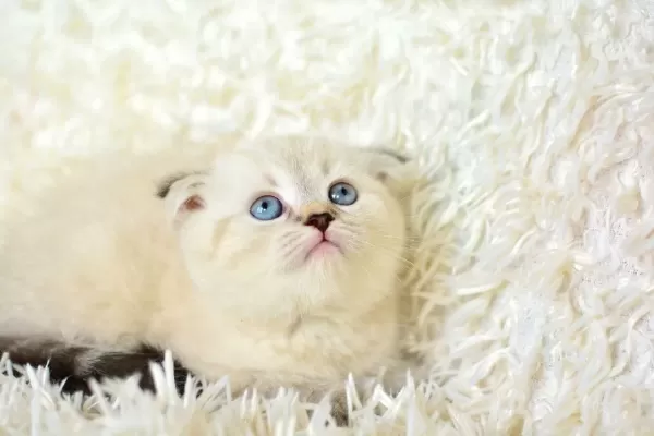 Mas Mavi Gozlu Ns1133 Scottish Fold Erkek