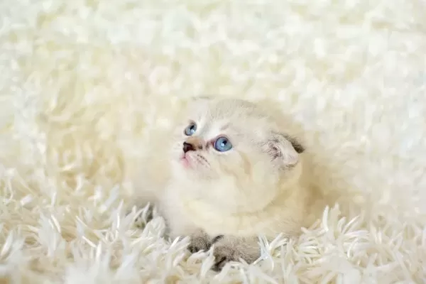 Mas Mavi Gozlu Ns1133 Scottish Fold Erkek