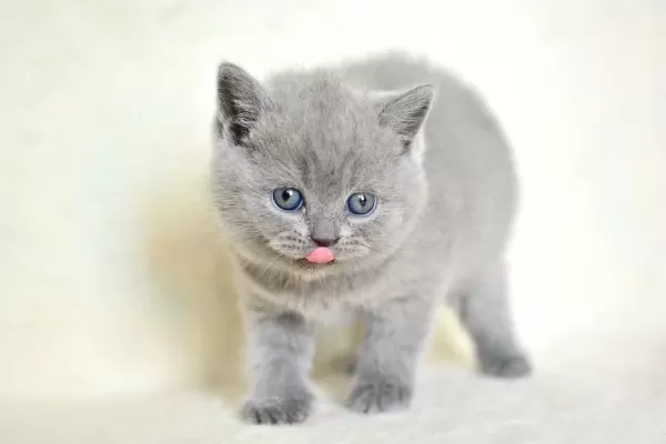 Kut Kafa Gri British Shorthair