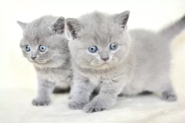 Kut Kafa Gri Scottish Fold Yavrumuz