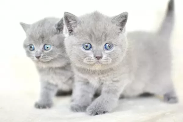 Kut Kafa Gri Scottish Fold Yavrumuz