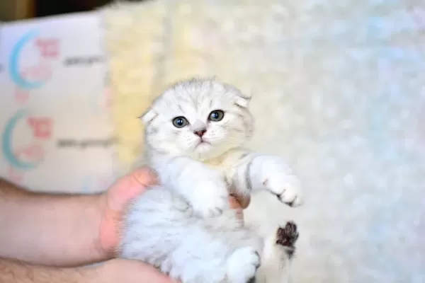 Pofuduk Silver Scottish Fold