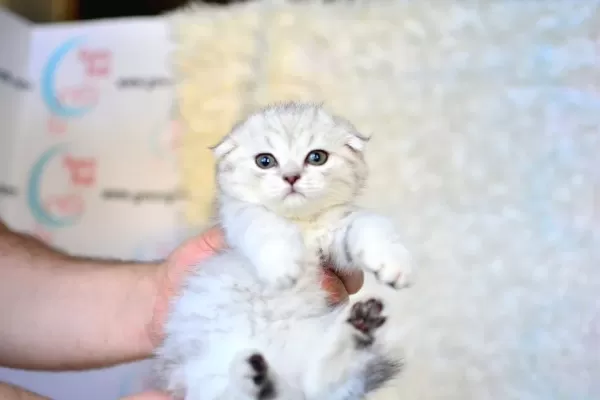 Pofuduk Silver Scottish Fold