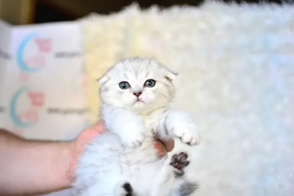 Pofuduk Silver Scottish Fold