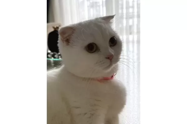 güzel Kedi Dostu Bir Ailesi Olsun Istiyoruz