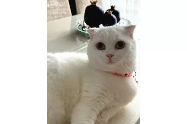 güzel Kedi Dostu Bir Ailesi Olsun Istiyoruz