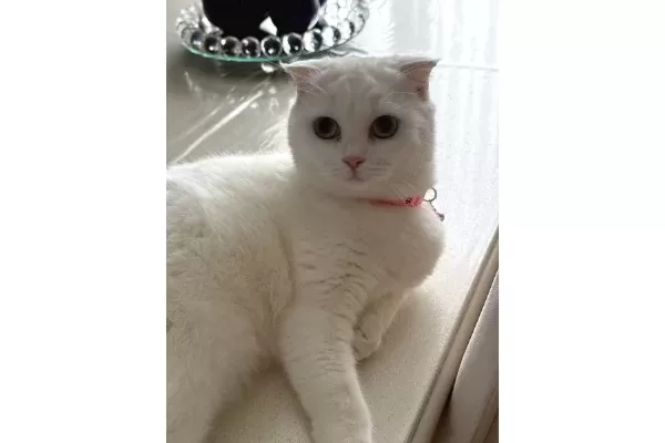 güzel Kedi Dostu Bir Ailesi Olsun Istiyoruz