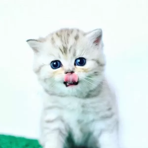 British Shorthair Yavrumuz