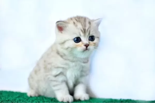 British Shorthair Yavrumuz