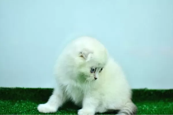 Bem Beyaz Ns 11 33 Scottish Fold