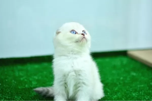 Bem Beyaz Ns 11 33 Scottish Fold